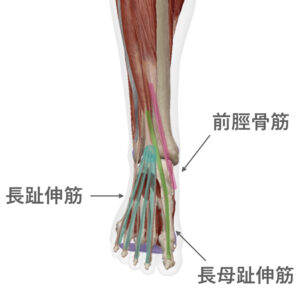 足の腱鞘炎