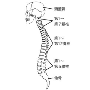 脊椎の数