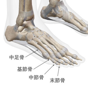 足趾の骨